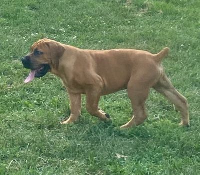 Male Boerboel Puppy TTB - Kong 2 (400 × 350 px).jpg