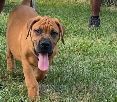 Male Boerboel Puppy TTB - Kong (400 × 350 px).jpg