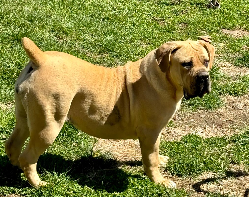 Socks Boerboel Puppy For Sale
