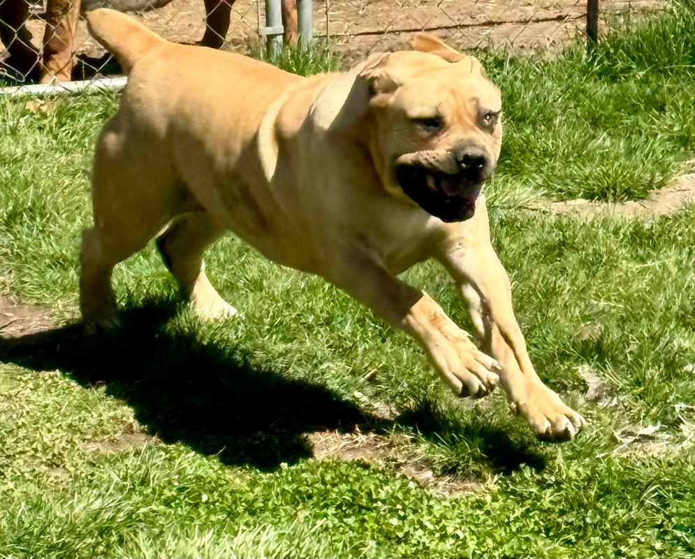 Socks Boerboel Puppy For Sale