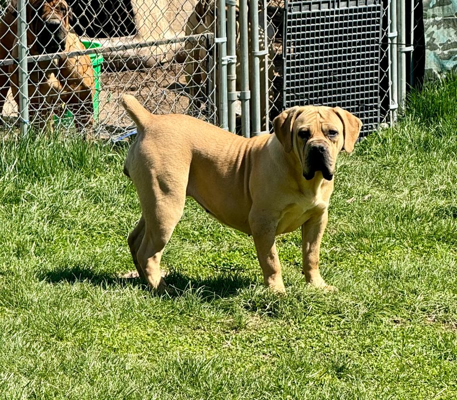 Winter Boerboel Puppy For Sale