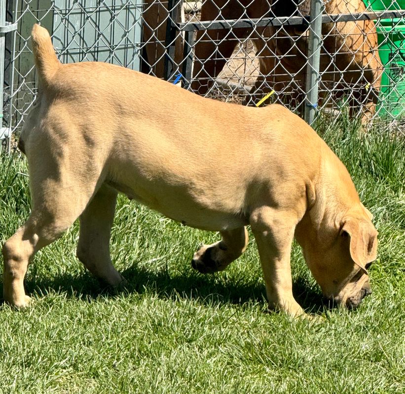 Winter Boerboel Puppy For Sale