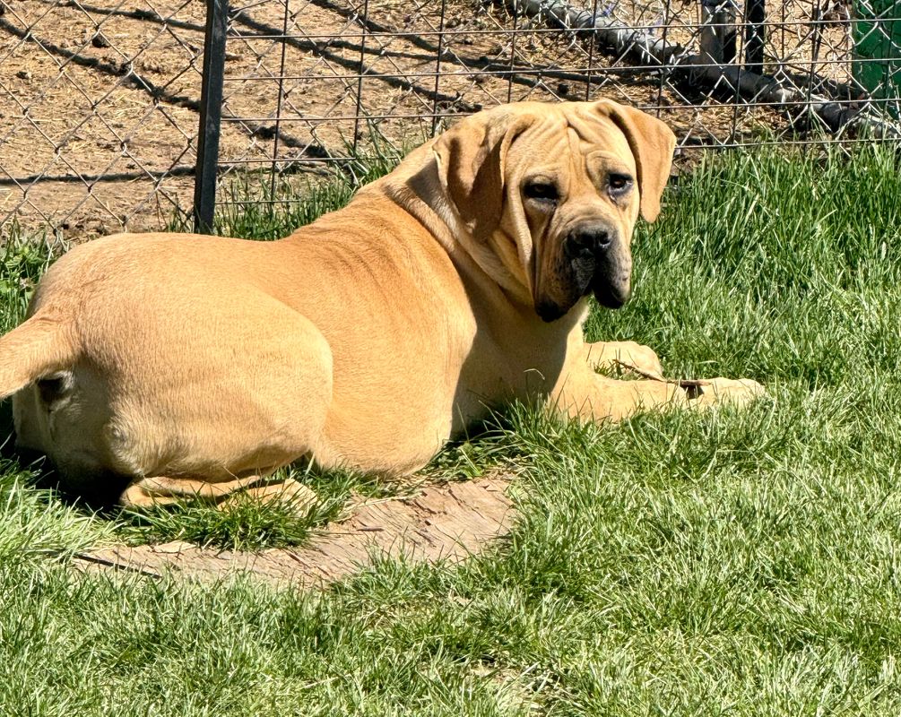 Winter Boerboel Puppy For Sale